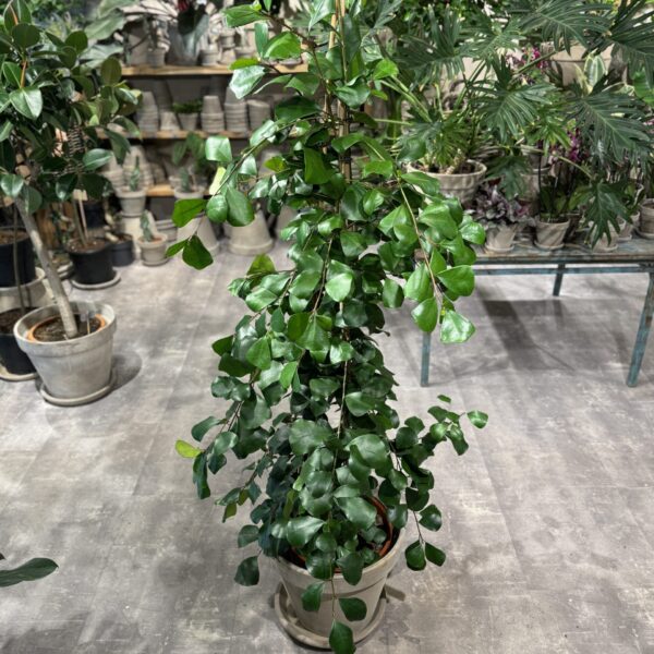 Ficus Trinova