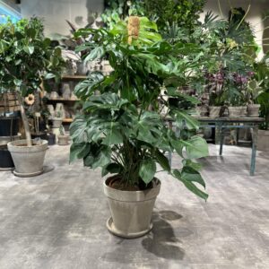 Monstera XL - Fingerphilodendron - Happyflower-dk