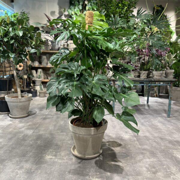 Monstera XL - Fingerphilodendron - Happyflower-dk