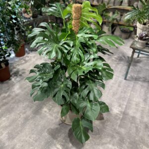 Monstera XL