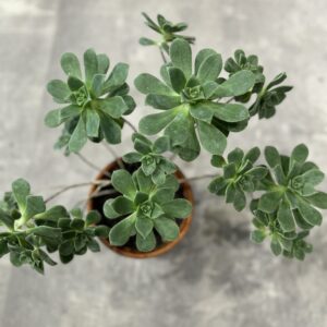 Aeonium Spathulatum