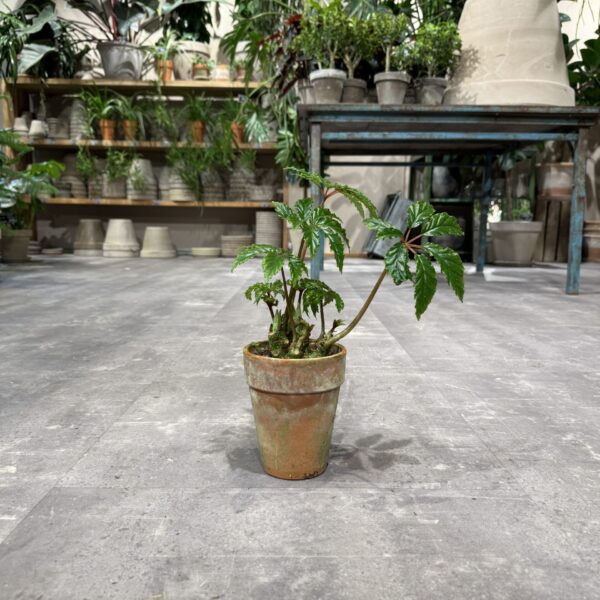 Begonia Carolineifolia fra dansk gartner - Happyflower-dk