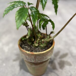 Begonia Carolineifolia fra dansk gartner
