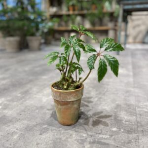 Begonia Carolineifolia fra dansk gartner