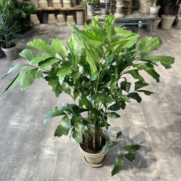 Caryota Mitis