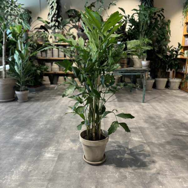 Caryota Mitis - Happyflower-dk
