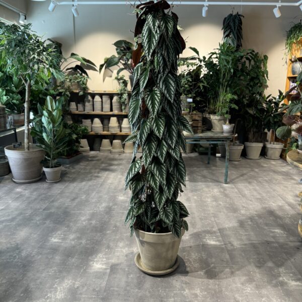 Cissus - Happyflower.dk