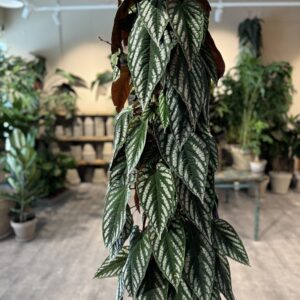 Cissus