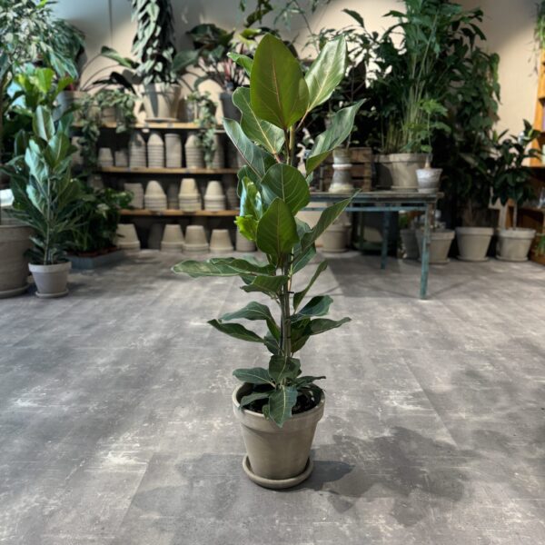 Ficus Roy - Happyflower-dk