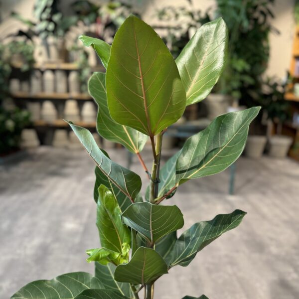 Ficus Roy