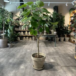 Ficus Umbellata - Happyflower-dk