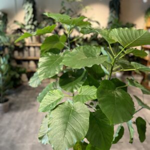 Ficus Umbellata