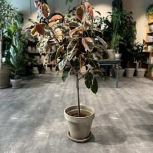 Opstammet Ficus Tineke - Happyflower-dk