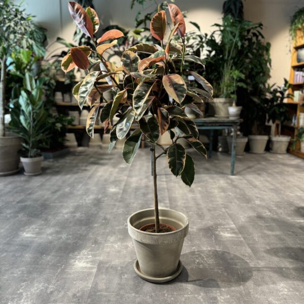 Opstammet Ficus Tineke - Happyflower-dk