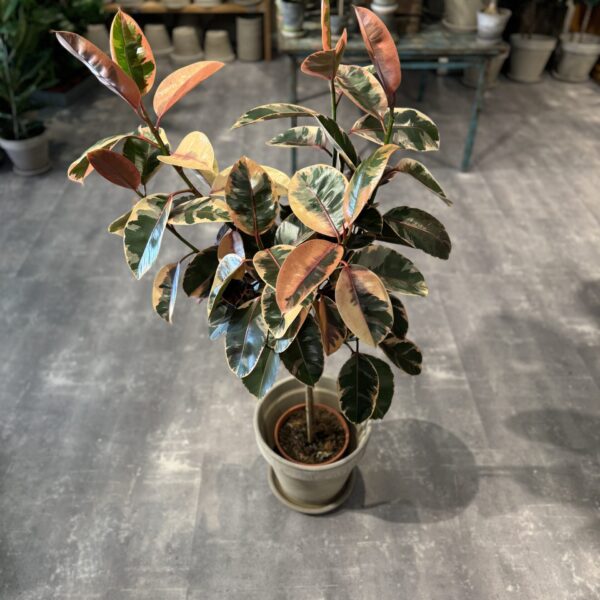 Opstammet Ficus Tineke