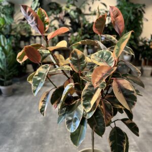 Opstammet Ficus Tineke