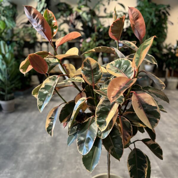 Opstammet Ficus Tineke