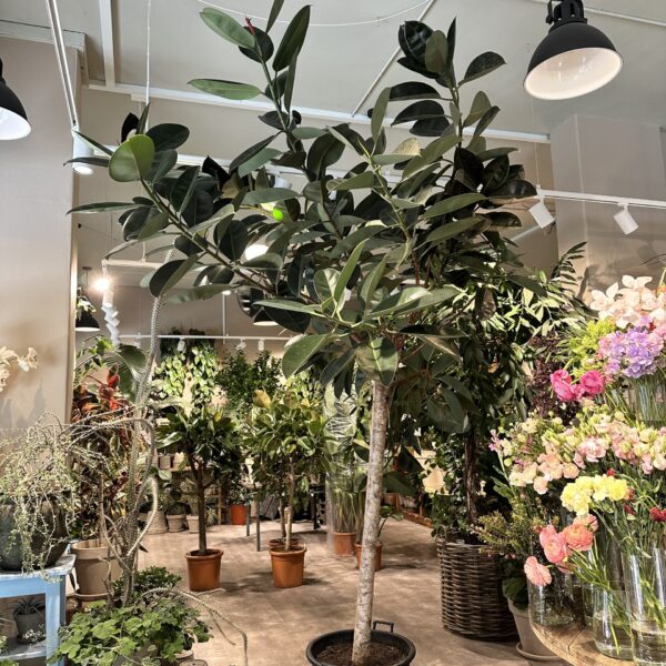 Opstammet Gummitræ 320 cm. - Store stueplanter - Happyflower-dk