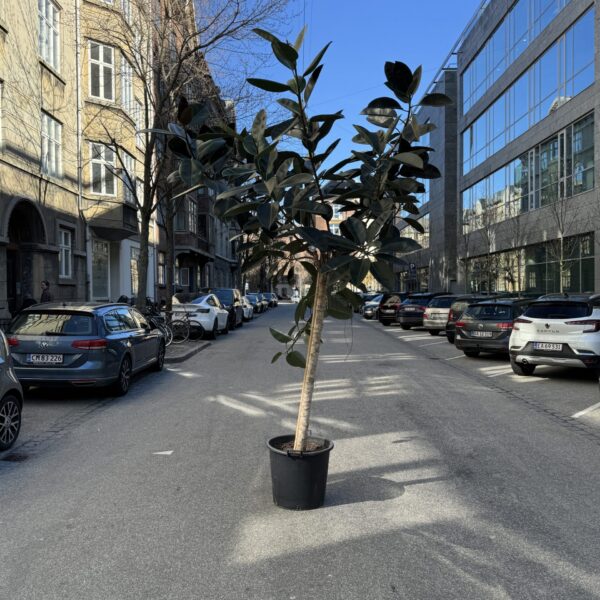 Opstammet Gummitræ 320 cm.