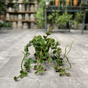 Peperomia musehale - Happyflower-dk
