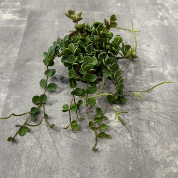 Peperomia musehale