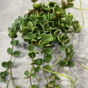 Peperomia musehale