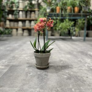 Phalaenopsis Peach - Happyflower-dk