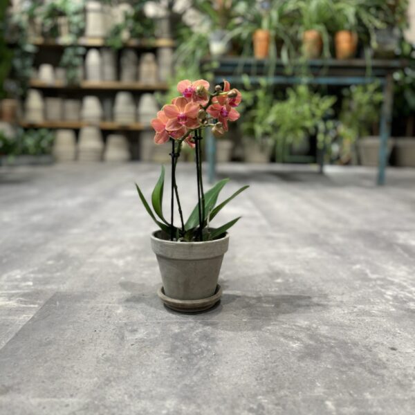 Phalaenopsis Peach - Happyflower-dk