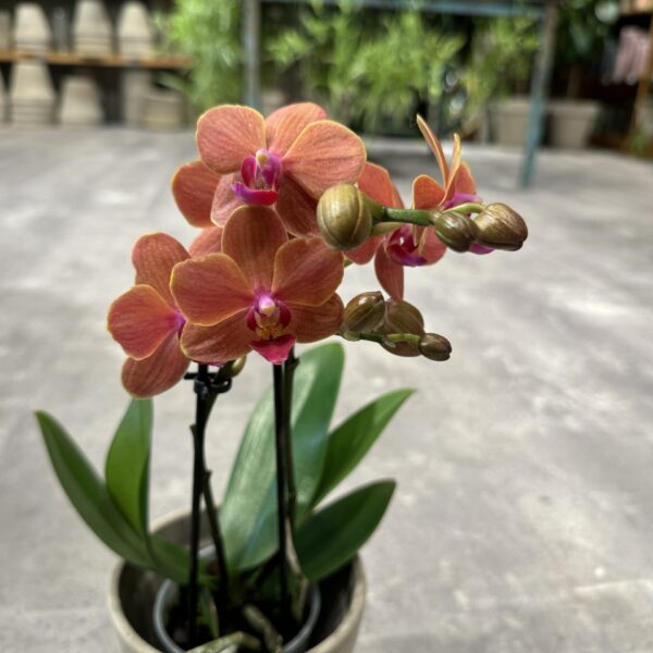 Phalaenopsis Peach