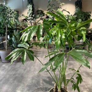 Philodendron Fun Bun