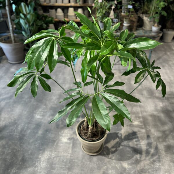 Philodendron Fun Bun