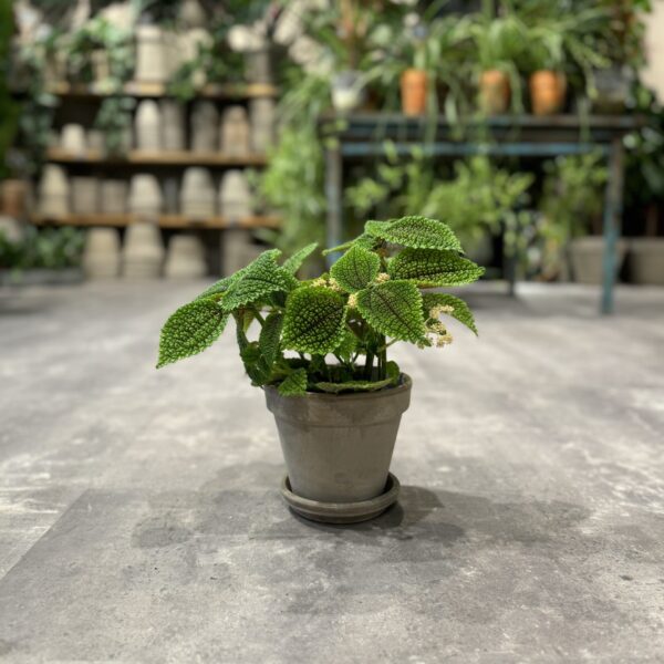 Pilea Moon Valley - Happyflower-dk