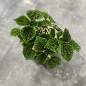 Rosengeranium