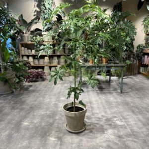 Kærlighedstræ 150-160 cm. - Australsk Kærlighedstræ - Happyflower-dk