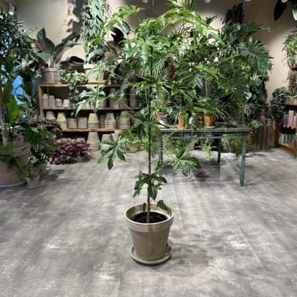 Kærlighedstræ 150-160 cm. - Australsk Kærlighedstræ - Happyflower-dk