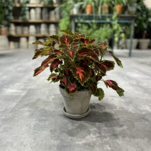 Paletblad - Happyflower-dk