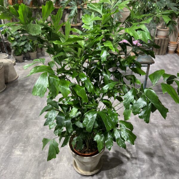 Caryota Mitis (stor)
