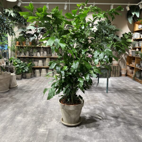 Caryota Mitis stor - Happyflower-dk