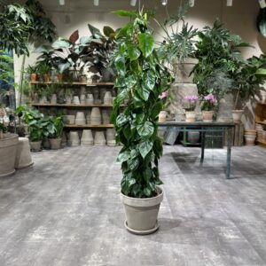 Philodendron Scandens - Happyflower-dk
