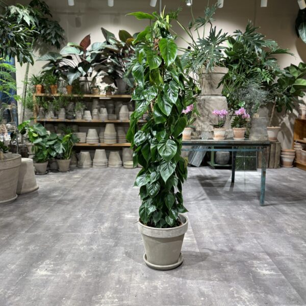 Philodendron Scandens - Happyflower-dk