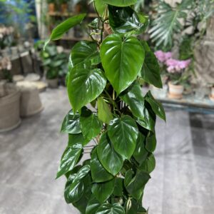 Philodendron Scandens