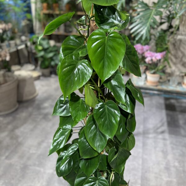 Philodendron Scandens