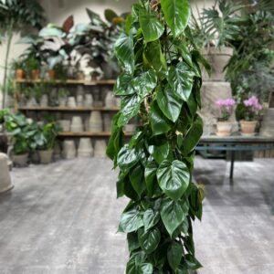 Philodendron Scandens