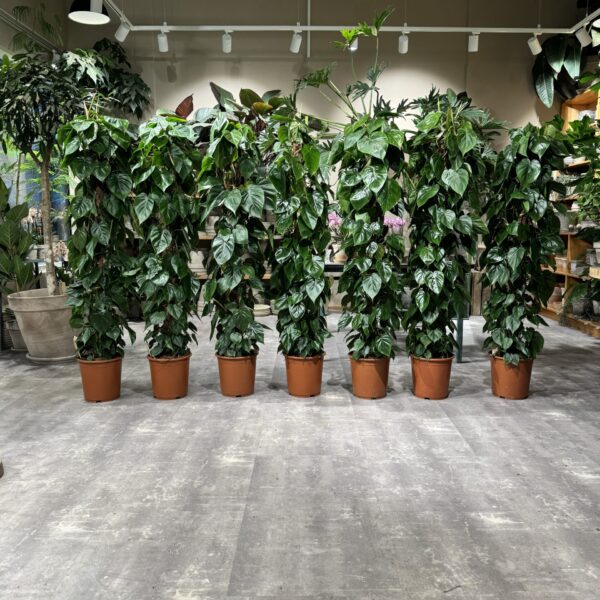 Philodendron Scandens