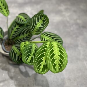 Calathea
