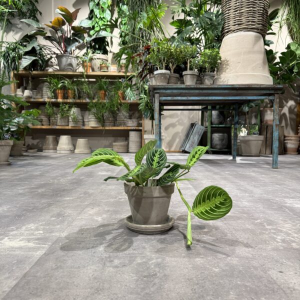 Calathea - Happyflower-dk