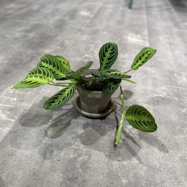 Calathea
