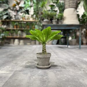 Hawaii Palme - Happyflower-dk