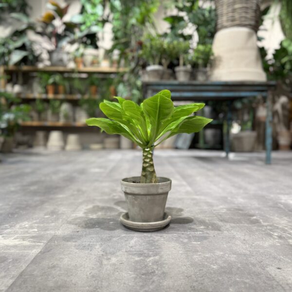 Hawaii Palme - Happyflower-dk
