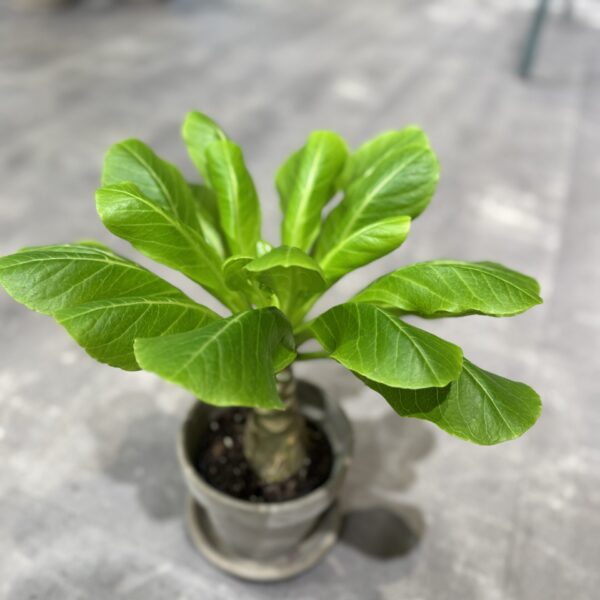 Hawaii Palme